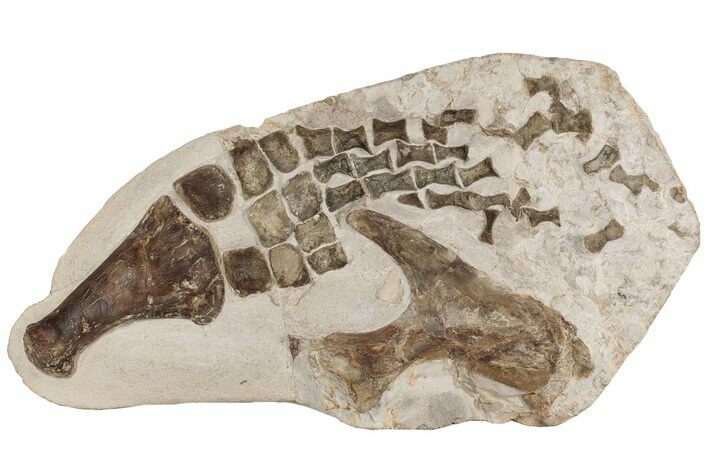 24" Fossil Plesiosaur Paddle & Pelvic Bone Association - Asfla